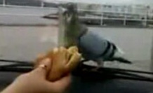 Güvercine cam arkası ekmek işkencesi VİDEO