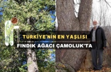 Türkiye'nin En Büyük Fındık Ağacı Çamoluk'ta Tespit Edildi!