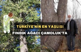 Türkiye'nin En Büyük Fındık Ağacı Çamoluk'ta...