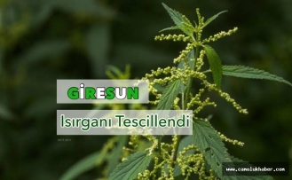 Giresun Isırganı Tescillendi.