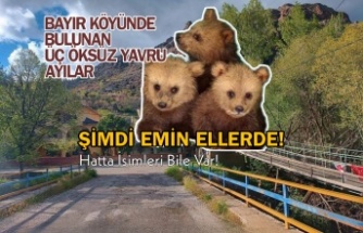 Bayırköyü'nde Bulanan Yavru Kardeş Ayılar Şimdi Emin Ellerde!
