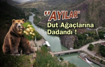 Ayılar Dut Ağaçlarına Dadandı!