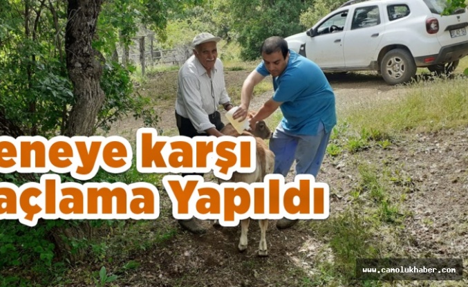Keneye karşı İlaçlama Yapıldı