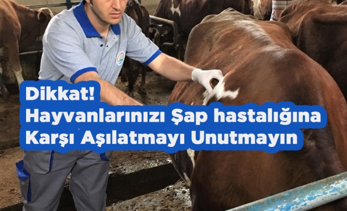 Dikkat! Hayvanlarınızı Şap hastalığı İçin Aşılatmayı Unutmayın