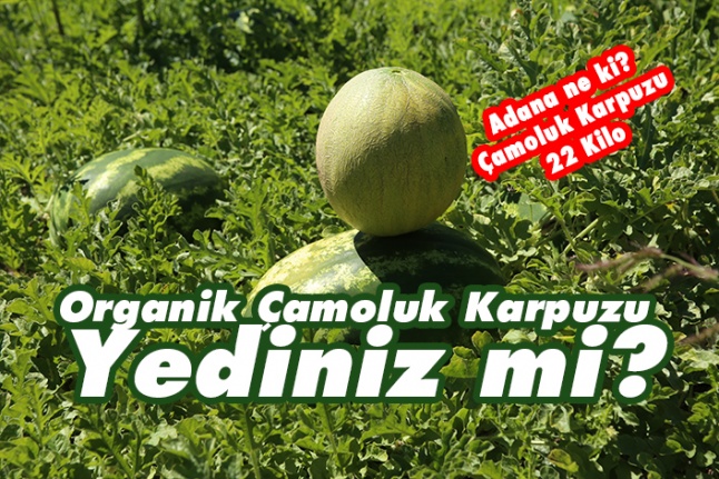 Çamoluk Karpuzu Yediniz mi?