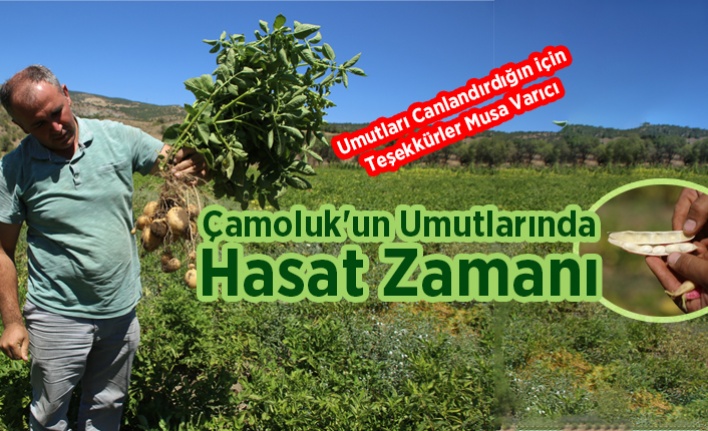 Çamoluk'un Umutları Hasada Durdu