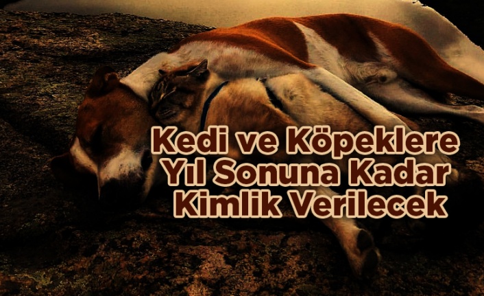 Kedi ve Köpeklere Yıl Sonuna Kadar Kimlik Verilecek