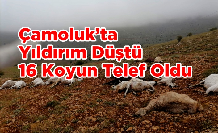 Çamoluk'ta Yıldırım Düştü 16 Koyun Telef Oldu