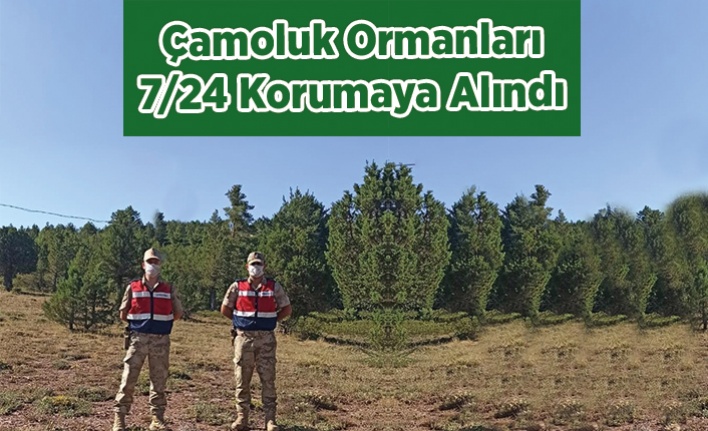 Çamoluk Ormanları Koruma Altında