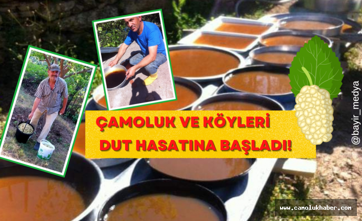 Çamoluk ve Çevre Köyleri Dut Hasatına Başladı!