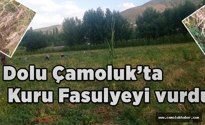 Dolu Çamoluk Kuru Fasulyesini Vurdu.