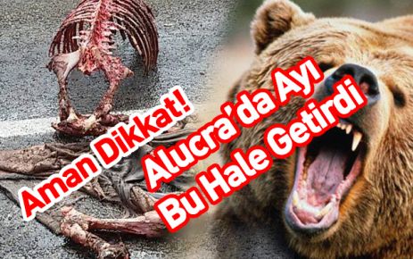 Alucra'da Aç Ayılar  Atı parçaladı