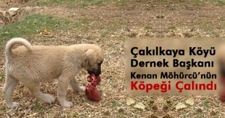 Çakılkaya'da Köpek Hırsızlığı