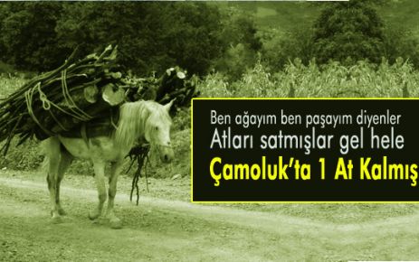  Çamoluk’ta 1 at kaldı