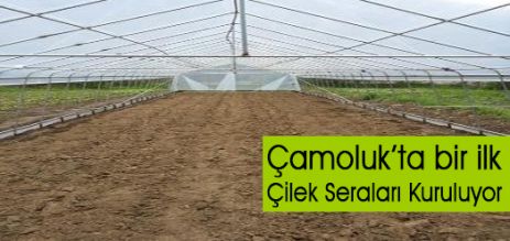 Çamoluk'ta Bir ilk; Çilek Seraları Kuruluyor