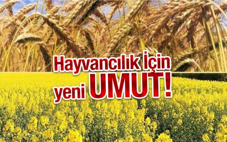 Çamoluk'ta hayvancılığa destek çalışması YEMCİLİK