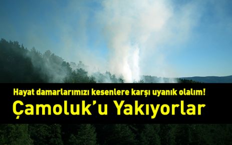 Çamoluk'u yakıyorlar!