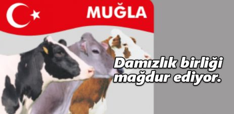 Damızlık birliği mağdur ediyor. 