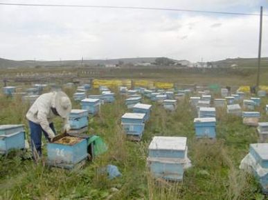 Giresun'da Arı Ölümleri Yüzde 80'e Yükseldi