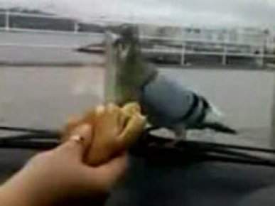 Güvercine cam arkası ekmek işkencesi VİDEO