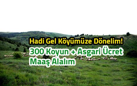 Hadi Köye Dönelim 300 Koyun Alalım!