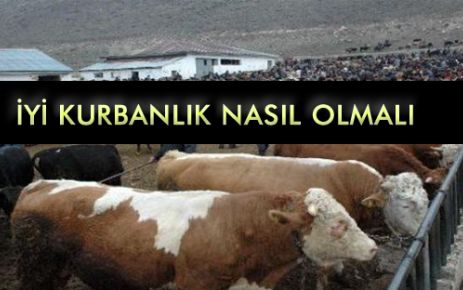 İyİ Kurbanlık Nasıl Olmalı?