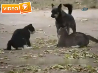 Kavga eden kedileri köpek ayırdı - Video