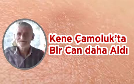 Kene Çamoluk'ta Can Aldı