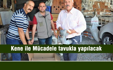 Keneye karşı Tokat (Beç) tavuğu