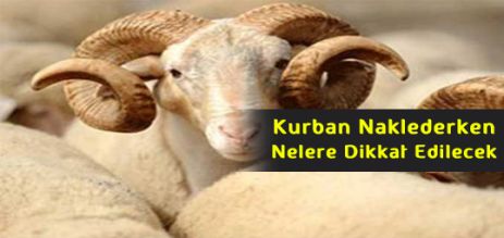 Kurban Naklederken  Nelere Dikkat Edilecek 