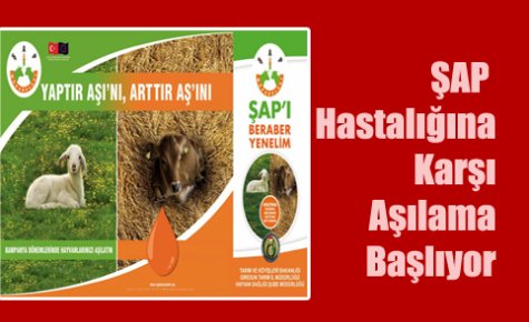 ŞAP Hastalığına Kaşı Aşılama Başlıyor