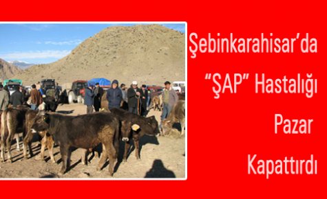 Şebinkarahisar'da “ŞAP“ Paniği