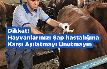 Dikkat! Hayvanlarınızı Şap hastalığı İçin Aşılatmayı Unutmayın