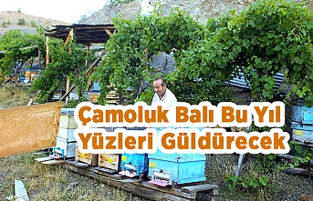 Çamoluk Balında Hasat Zamanı