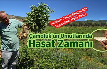 Çamoluk'un Umutları Hasada Durdu