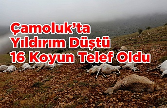 Çamoluk'ta Yıldırım Düştü 16 Koyun Telef Oldu