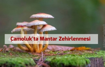 Çamoluk Karadikmen köyünde 14 Kişi Mantardan Zehirlendi!