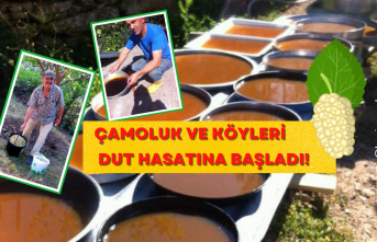 Çamoluk ve Çevre Köyleri Dut Hasatına Başladı!