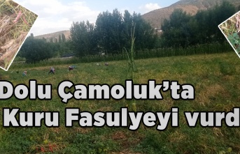 Dolu Çamoluk Kuru Fasulyesini Vurdu.