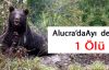 Alucra'da Ayı  Vatandaşa Saldırdı 1 Ölü