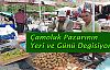 Çamoluk'ta Pazar yeri ve günü değişiyor