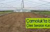 Çamoluk'ta Bir ilk; Çilek Seraları Kuruluyor