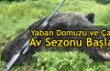 Domuz Avı Başladı