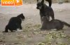 Kavga eden kedileri köpek ayırdı - Video