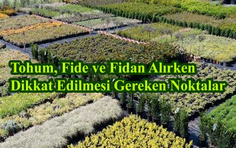 Tohum, Fide ve Fidan Alırken Dikkat Edilmesi Gereken Noktalar