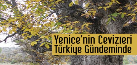 Yenice'nin Cevizleri Türkiye'nin Gündeminde