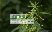 Giresun Isırganı Tescillendi.