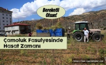 Çamoluk Kuru Fasulyesinde Hasat Zamanı.Çamoluk Kuru Fasulyesinde Hasat Zamanı.