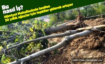 Hürriyet Mahallesinde Ağaç Katlima Tepki Büyüyor