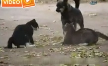 Kavga eden kedileri köpek ayırdı - Video